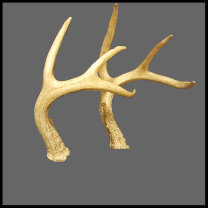 rattling,antlers,rattling antlers,deer,deer antlers