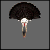 turkey,mount,turkey mount,turkey plaque