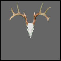 skull,mount,skull mount,deer,deer mount,deer skull